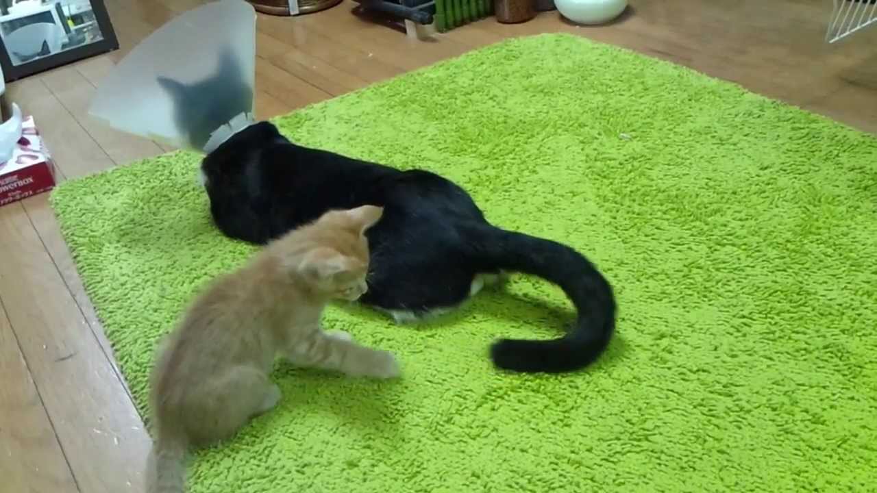 kitten cone of shame