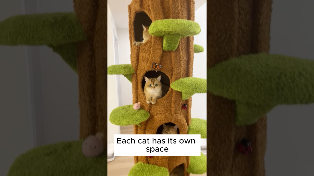 Build the Ultimate Cat Tree:A DIY Project Your Cat Can&rsquo;t Resist #cattree #meowycatmas #catheart #cat