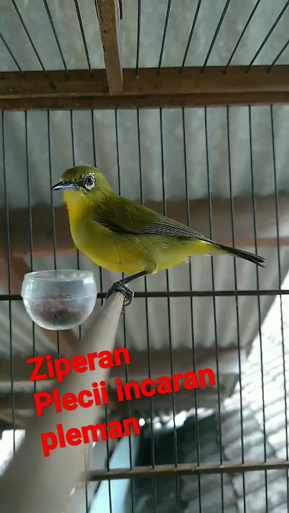 pleci ziperan nembak kenarian wit wit cer sambung sogon#plecigacor #masteran #white-eye