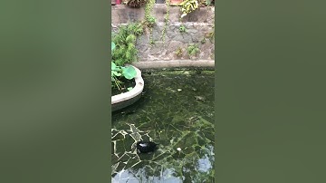 Hồ Rùa 🐢 - Chùa Ngọc Hoàng ❤️