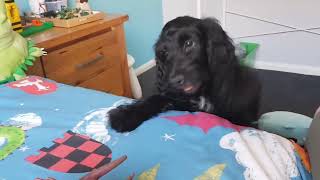 Funny Labradoodle puppy can't reach the cat