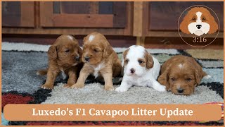 Luxedo's F1 Cavapoo Litter Update by Cavapoos 3:16 219 views 1 month ago 1 minute, 56 seconds