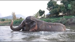 The Heartbreaking Reality of ThaiKhoon's Story | A Captive Elephant's Journey - ElephantNews