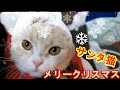 クリスマスなので猫にサンタコスプレさせてみた！！