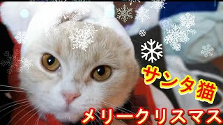 クリスマスなので猫にサンタコスプレさせてみた！！