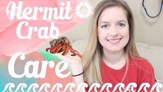 Hermit Crab Care & Tank Setup