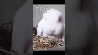 For Full Litter Training Tips Check Out Our Video On How To Litter Train Your