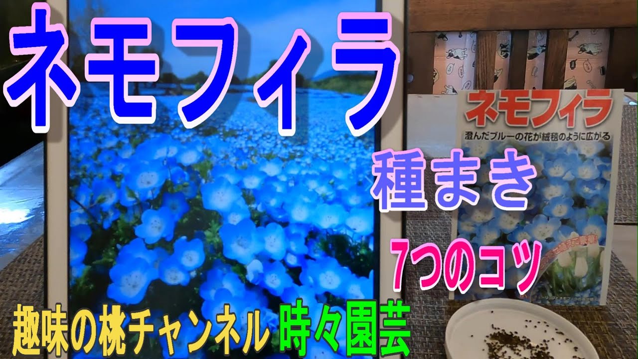 Nemophila] 7 Tips for Sowing Seeds 23/11/25 - YouTube