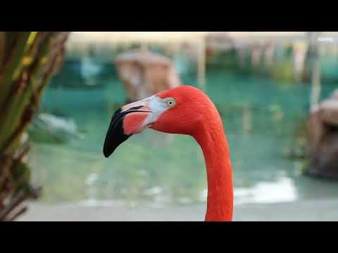 Flamingo Mingle at Discovery Cove