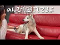 おじいちゃんになった文ちゃん！撫でられてご満悦になり、なかなかその場を立ち去らない。