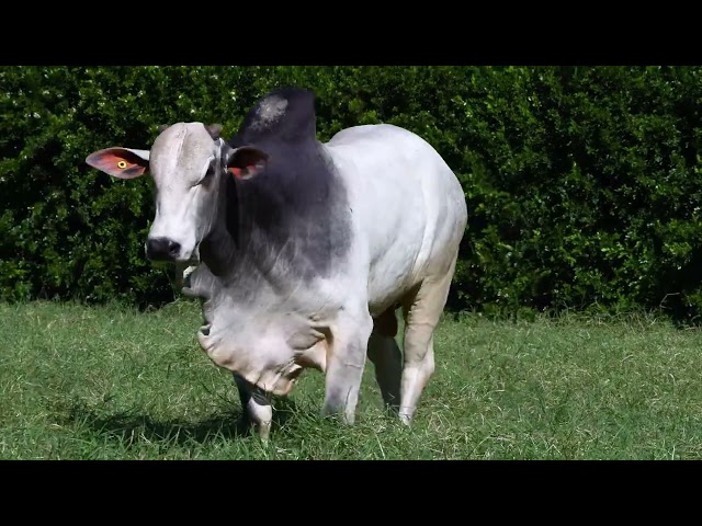 LOTE 24   ONIX 1182