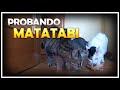 Nuestros gatos y el Matatabi