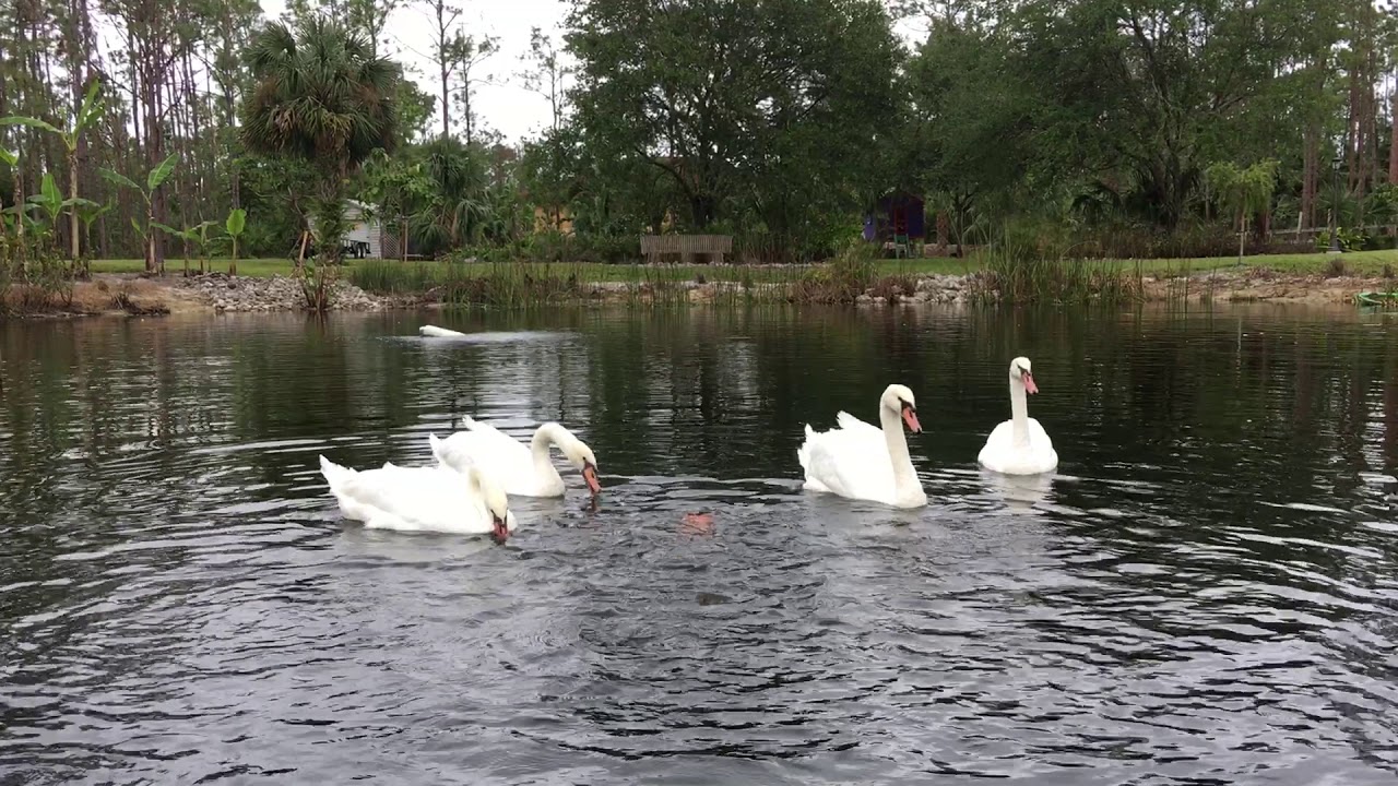 rent swans for wedding
