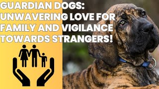 Family-Friendly Dogs: Loyalty and Caution with Strangers #dogbreeds #pets #pets #lovepets by Dogs in Facts 104 views 9 months ago 5 minutes, 16 seconds