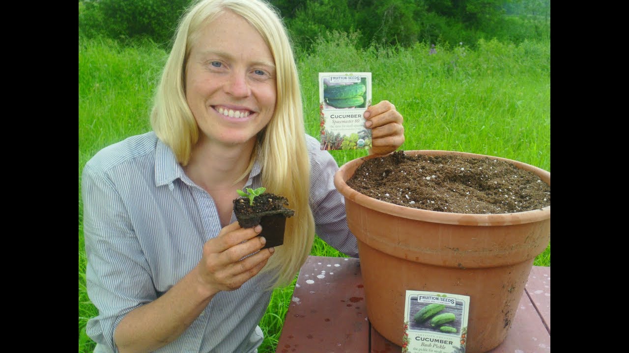 Container Gardens: Growing Organic Cucumbers (and other cucurbits
