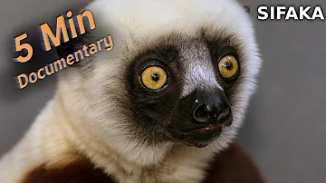 Sifaka - 5 Minute Documentary