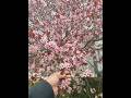 Beautiful nature, Spring & Autumn#nature #spring #shorts