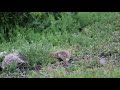 Gelengi  ,  Anadolu Yersincabı  / Anatolian Souslik - Ground Squirrel / Spermophilus xanthoprymnus