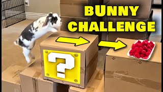 Insane Rabbit Obstacle Course Challenge!