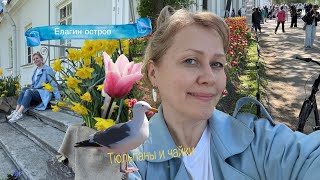 Чаечное небо и 🌷 тюльпановые поля