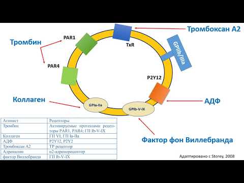 Строение и функции тромбоцитов