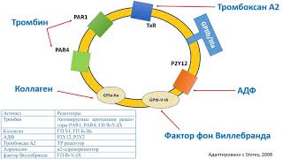 Строение и функции тромбоцитов