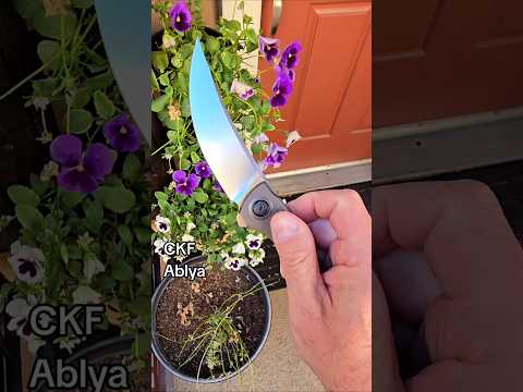 CKF Ablya