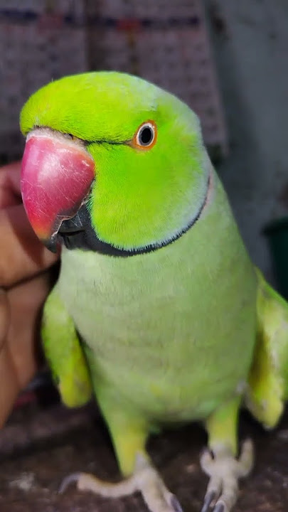 mummy papa talking Ringneck parrot 🦜 #talkingparrot #parrot #parrottalking