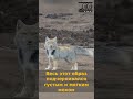 Тибетская лиса: красота и сила в одном взгляде