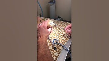 Huge parasite pulled from cats nose at the vets