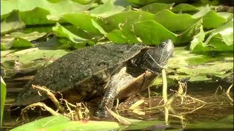 How to Clean Turtle Shell