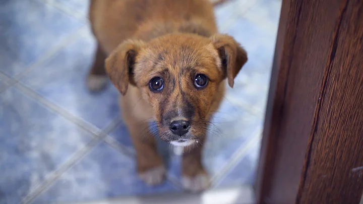 Abandoned Puppy Followed Us Home And We Let Him In - DayDayNews