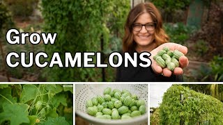 CUCAMELON GROWING GUIDE: Planting, Harvesting & Saving Seeds