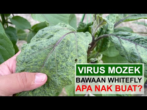 Video: Virus Mozek Kuning Labu – Mengawal Virus Mozek Dalam Tumbuhan Labu