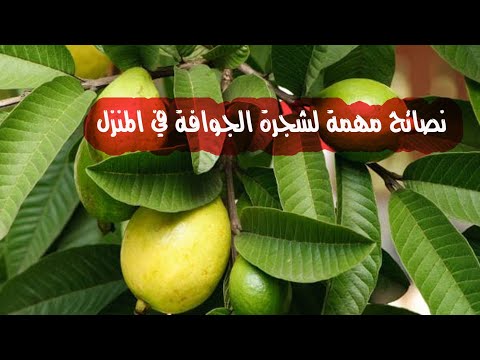 فيديو: لماذا لا تثمر شجرة الجوافة: كيفية الحصول على ثمار أشجار الجوافة