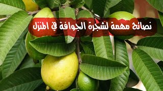 زيادة ثمار شجرة الجوافة | الحصول على ثمار كبيره الحجم