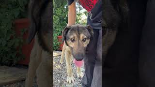 Zuhause gesucht für Fido