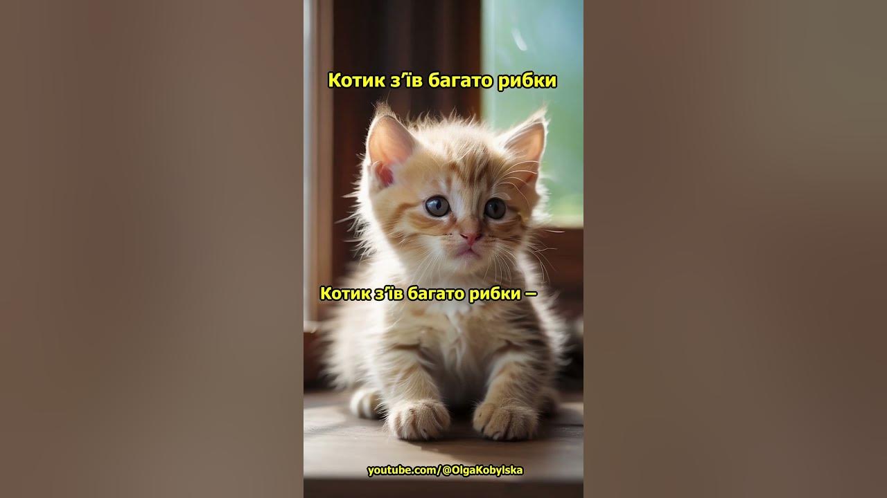 Котик з'їв багато рибки #киця #котик #милакиця #лижі #сніг #милікоти # ...