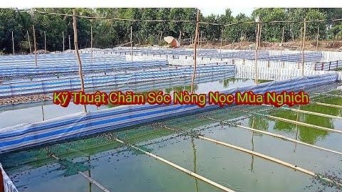 Cách Thay Nước Cho Nòng Nọc  Kỹ Thuật Chăm Sóc Nòng Nọc Ếch