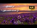 Palestine 4K لن تصدق ان هذه فلسطين 