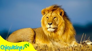 El Sonido de los Animales - Animales Reales- Canción Infantil - aprende los animales chords