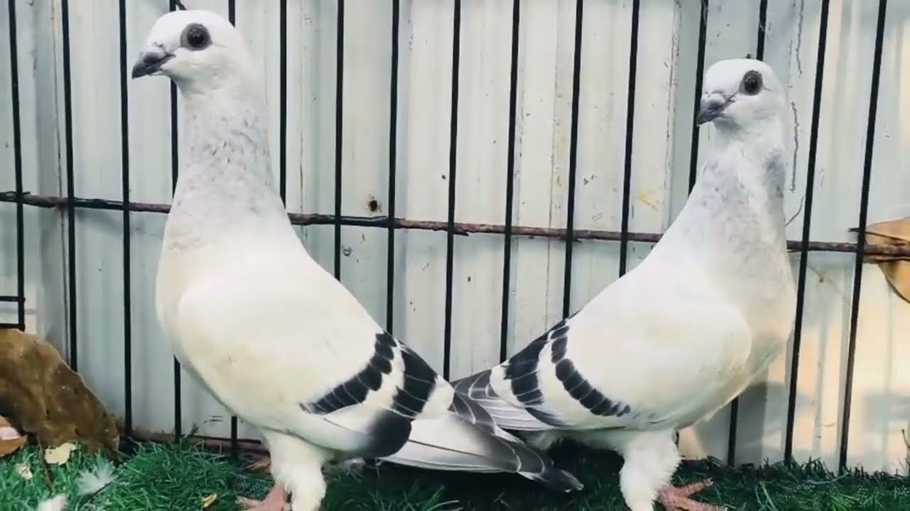 Pegion sale All India delivery #pigeon #pigeonsale #youtube #video 