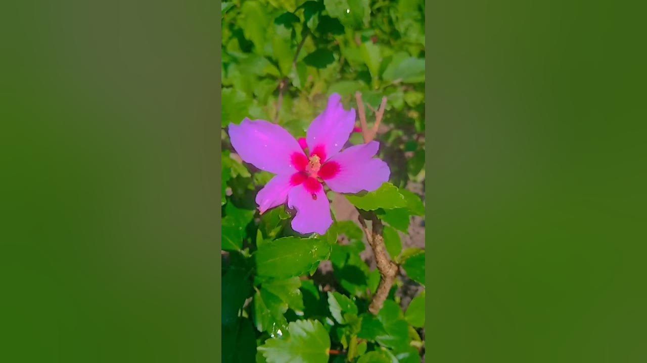 chut phadi holi me