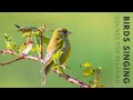 Nature Birds Sounds For Relaxing - Most Awesome Birds of the World, Stress Relief, No Music
