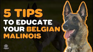 5 TIPS TO EDUCATE YOUR BELGIAN SHEPHERD MALINOIS