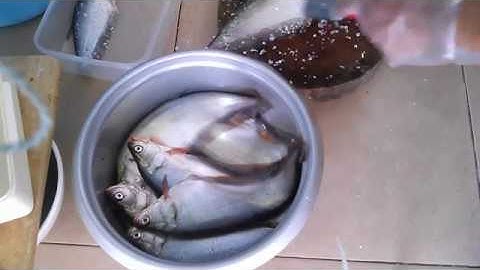 Cách Nạo Chả Cá Thác Lác Đơn Giản