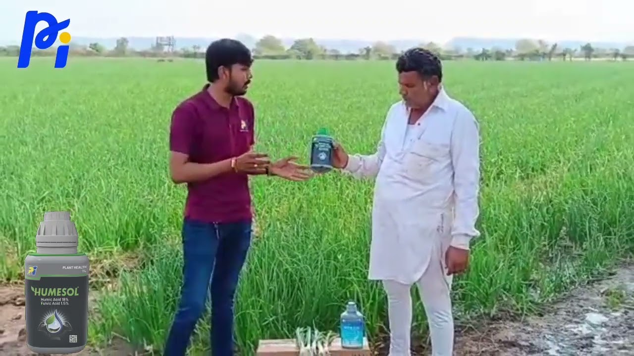 Humesol+ Kitazin ખેડૂત અભિપ્રાય ડુંગળી માં