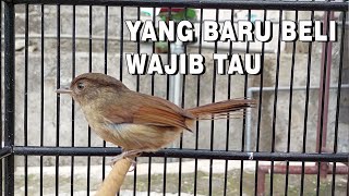 cara merawat burung flamboyan biar cepat gacor