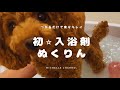 【トイプードル】犬用の入浴剤を使ってみました【ぬくりん】