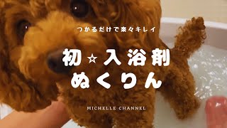 【トイプードル】犬用の入浴剤を使ってみました【ぬくりん】